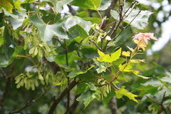 Acer serrulatum