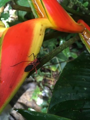 Leptoscelis excellens