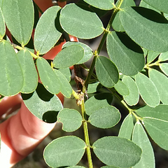 Senna gaudichaudii
