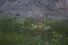 Odocoileus hemionus eremicus