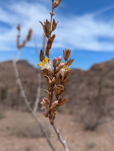 Image of Fouquieria burragei by (c) Abraham Sánchez Romero, some rights reserved (CC BY)