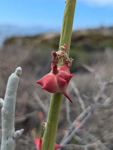 Euphorbia lomelii