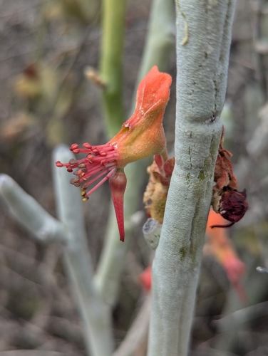 Euphorbia lomelii