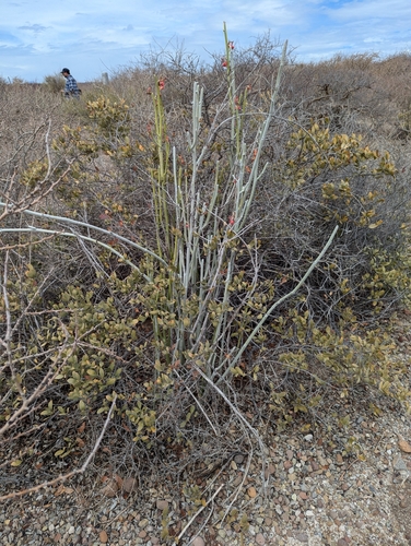 Euphorbia lomelii