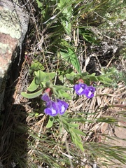 Scutellaria brittonii