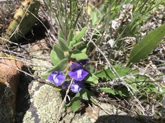 Scutellaria brittonii