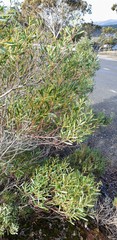 Acacia hakeoides