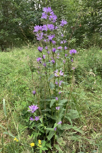 Petit Campanule 3
