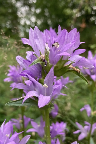 Petit Campanule 4