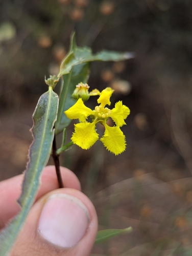 Callaeum macropterum
