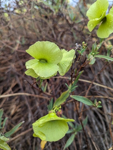 Callaeum macropterum