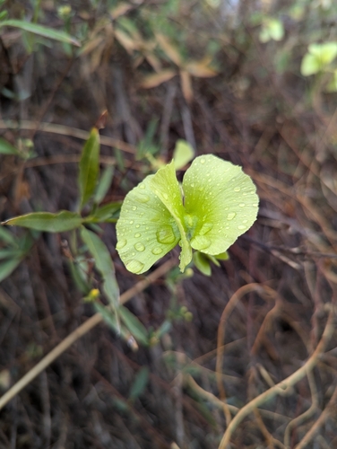Callaeum macropterum