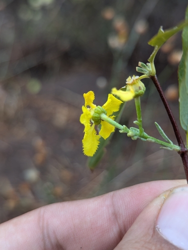 Callaeum macropterum