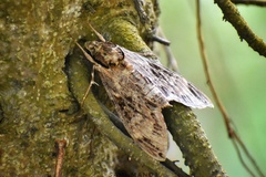 Psilogramma discistriga