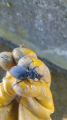Carabus coriaceus
