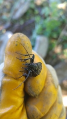 Carabus coriaceus