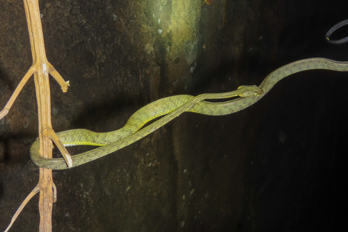 Yellow-green Cat Snake