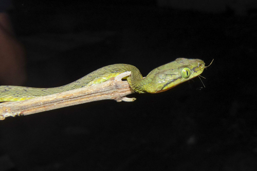 Yellow-green Cat Snake