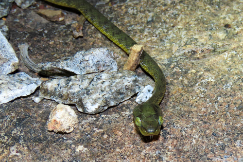 Yellow-green Cat Snake