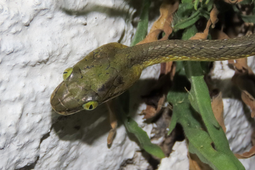 Yellow-green Cat Snake