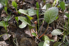 Pyrola asarifolia incarnata