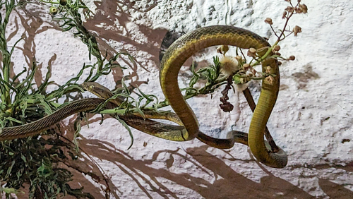 Yellow-green Cat Snake