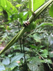 Platyphora fulvicornis