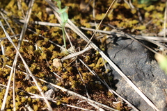 Geomantis larvoides