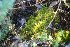 Tortella squarrosa