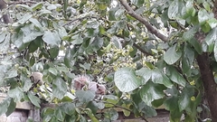 Sciurus carolinensis