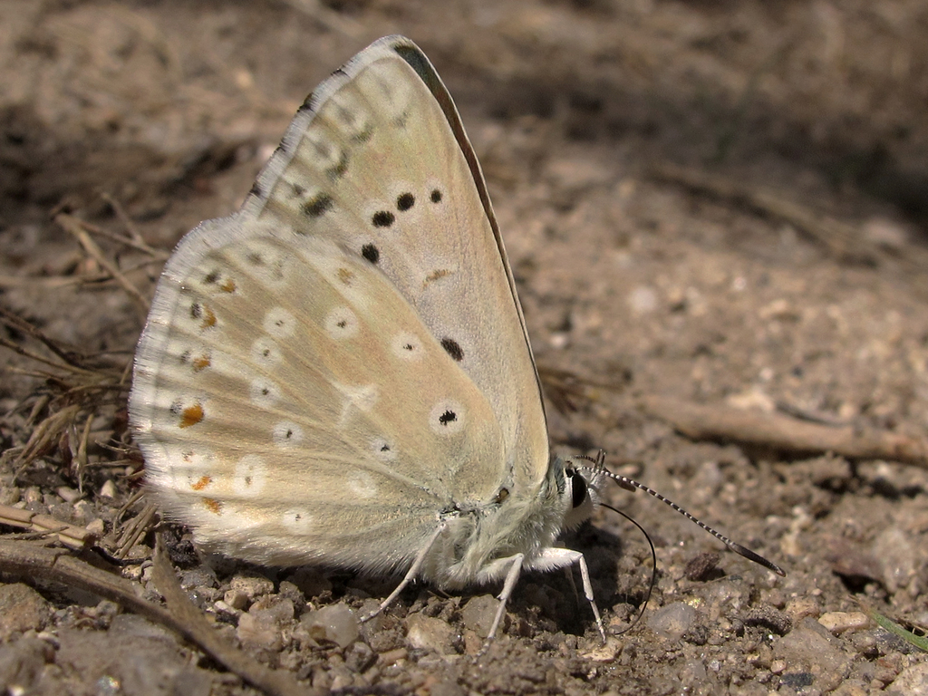 Spanish Chalkhill Blue