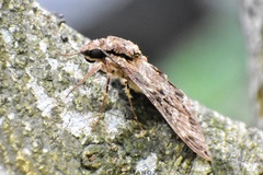 Psilogramma discistriga