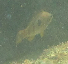 Notolabrus celidotus