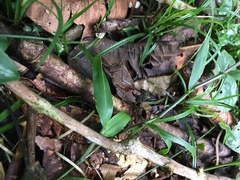 Colpolopha latipennis