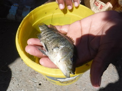 Haiti Cichlid photo 4