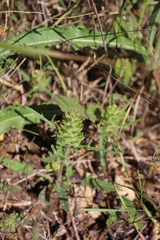 Prunella laciniata