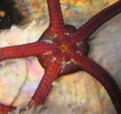 Ophiopsammus maculata