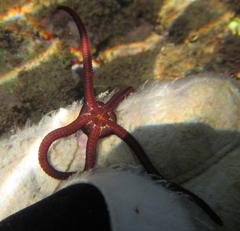 Ophiopsammus maculata