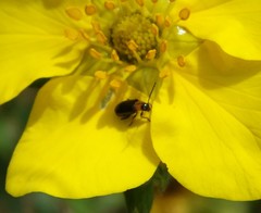 Luperomorpha xanthodera