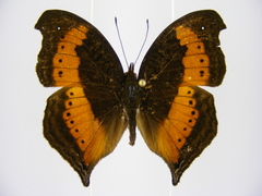 Precis milonia wintgensi