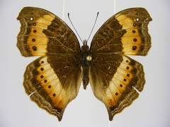 Precis milonia wintgensi