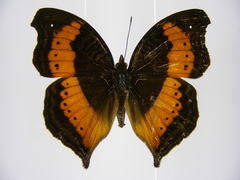 Precis milonia wintgensi