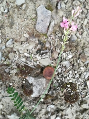 Onobrychis viciifolia
