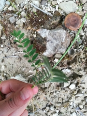 Onobrychis viciifolia