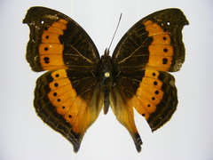 Precis milonia wintgensi