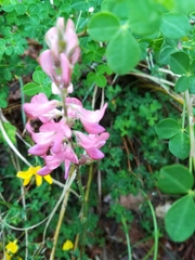 Onobrychis viciifolia