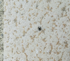 Euophrys