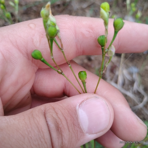 Image of Phemeranthus rugospermus by (c) Bryce, some rights reserved (CC BY)