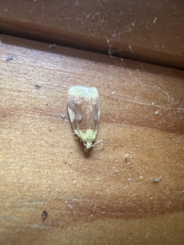 Aproned Cenopis Moth photo 2