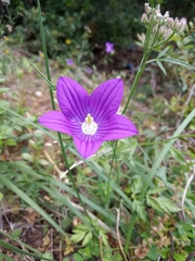 Campanula ramosissima